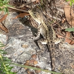 Amphibolurus muricatus (Jacky Lizard) at Vincentia, NSW - 28 Feb 2023 by AnneG1