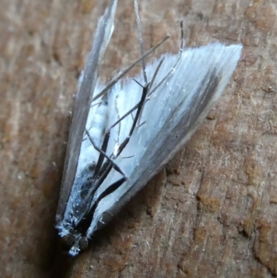 Scirpophaga innotata (White Rice Stem Borer) at Charleys Forest, NSW - 3 Mar 2023 by arjay