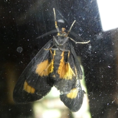 Asura cervicalis (Spotted Lichen Moth) at Charleys Forest, NSW - 3 Mar 2023 by arjay