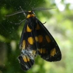 Asura cervicalis at Charleys Forest, NSW - 3 Mar 2023