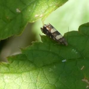 Glyphipterix chrysoplanetis at Charleys Forest, NSW - suppressed