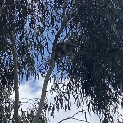 Pseudocheirus peregrinus (Common Ringtail Possum) at Bruce, ACT - 3 Mar 2023 by SteveBorkowskis
