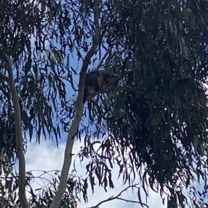 Pseudocheirus peregrinus at Bruce, ACT - 3 Mar 2023