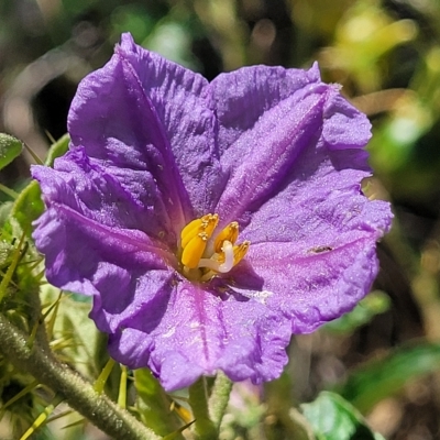 Solanum cinereum (Narrawa Burr) at Kowen, ACT - 3 Mar 2023 by trevorpreston