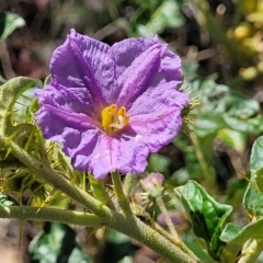 Solanum cinereum at Kowen, ACT - 3 Mar 2023