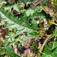 Solanum cinereum at Kowen, ACT - 3 Mar 2023