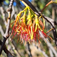 Amyema miquelii (Box Mistletoe) at Kowen, ACT - 3 Mar 2023 by trevorpreston