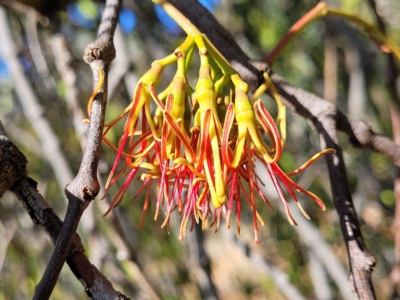 Amyema miquelii (Box Mistletoe) at Kowen, ACT - 3 Mar 2023 by trevorpreston