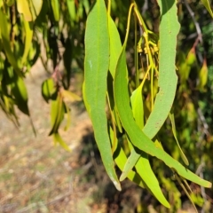 Amyema miquelii at Kowen, ACT - 3 Mar 2023 04:24 PM