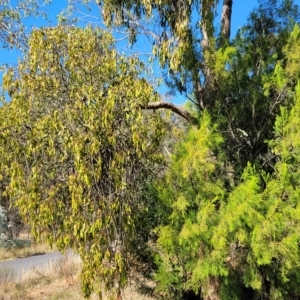 Amyema miquelii at Kowen, ACT - 3 Mar 2023 04:24 PM