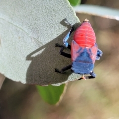 Eurymela distincta (Gumtree leafhopper) at Kowen Escarpment - 3 Mar 2023 by trevorpreston