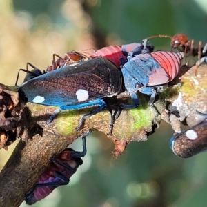 Eurymela distincta at Kowen, ACT - 3 Mar 2023