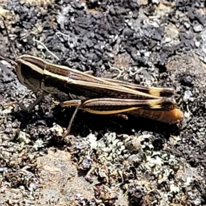 Macrotona australis at Kowen, ACT - 3 Mar 2023 04:08 PM