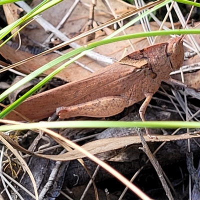 Goniaea australasiae (Gumleaf grasshopper) at Kowen, ACT - 3 Mar 2023 by trevorpreston