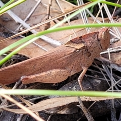 Goniaea australasiae at Kowen, ACT - 3 Mar 2023