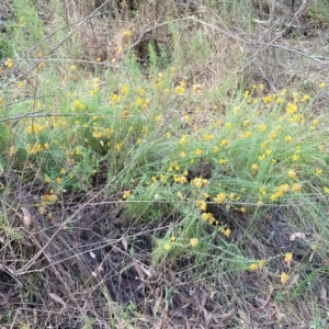 Chrysocephalum semipapposum at Kowen, ACT - 3 Mar 2023