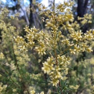 Cassinia quinquefaria at Kowen, ACT - 3 Mar 2023