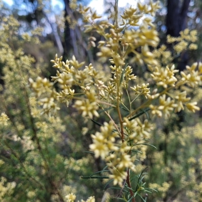 Cassinia quinquefaria (Rosemary Cassinia) at Kowen, ACT - 3 Mar 2023 by trevorpreston