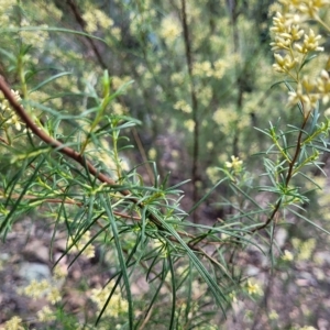 Cassinia quinquefaria at Kowen, ACT - 3 Mar 2023