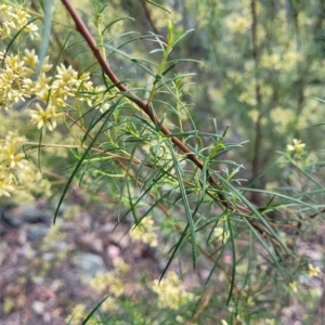 Cassinia quinquefaria at Kowen, ACT - 3 Mar 2023