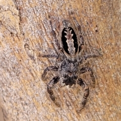 Sandalodes superbus (Ludicra Jumping Spider) at Kowen, ACT - 3 Mar 2023 by trevorpreston