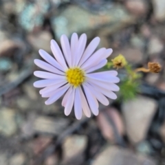 Brachyscome rigidula (Hairy Cut-leaf Daisy) at Kowen, ACT - 3 Mar 2023 by trevorpreston