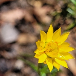 Xerochrysum viscosum at Kowen, ACT - 3 Mar 2023