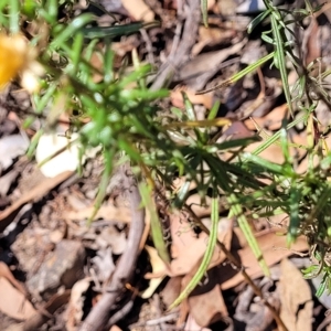 Xerochrysum viscosum at Kowen, ACT - 3 Mar 2023