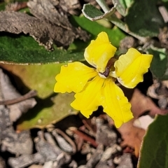 Goodenia hederacea subsp. hederacea (Ivy Goodenia, Forest Goodenia) at Kowen, ACT - 3 Mar 2023 by trevorpreston