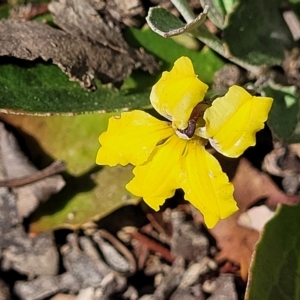 Goodenia hederacea subsp. hederacea at Kowen, ACT - 3 Mar 2023 03:49 PM