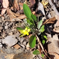 Goodenia hederacea subsp. hederacea at Kowen, ACT - 3 Mar 2023 03:49 PM