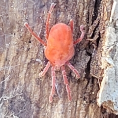 Trombidiidae (family) (Red velvet mite) at Kowen, ACT - 3 Mar 2023 by trevorpreston