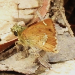 Dispar compacta (Barred Skipper) at Cotter River, ACT - 2 Mar 2023 by JohnBundock