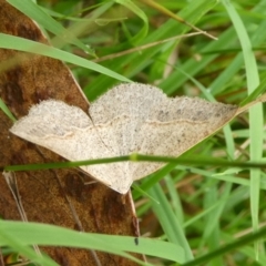 Taxeotis perlinearia (Spring Taxeotis) at Charleys Forest, NSW - 3 Mar 2023 by arjay