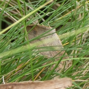 Taxeotis perlinearia at Charleys Forest, NSW - 3 Mar 2023