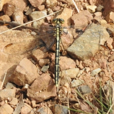 Austrogomphus guerini (Yellow-striped Hunter) at Cotter River, ACT - 2 Mar 2023 by JohnBundock