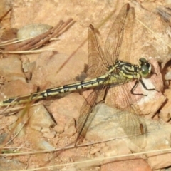 Austrogomphus guerini at Cotter River, ACT - 3 Mar 2023