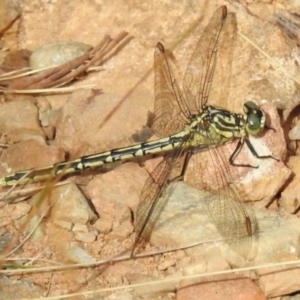 Austrogomphus guerini at Cotter River, ACT - 3 Mar 2023