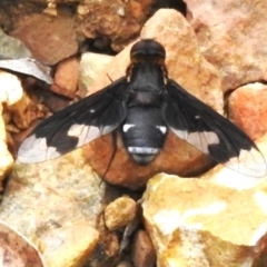 Balaana sp. (genus) (Bee Fly) at Cotter River, ACT - 3 Mar 2023 by JohnBundock