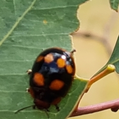 Paropsisterna beata (Blessed Leaf Beetle) at Jerrabomberra, ACT - 3 Mar 2023 by Mike