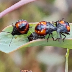 Oechalia schellenbergii at Jerrabomberra, ACT - 3 Mar 2023 12:49 PM