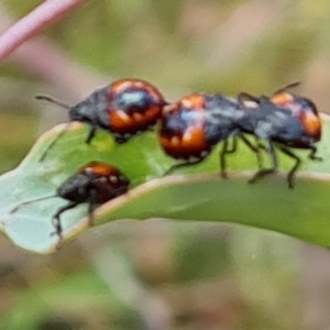 Oechalia schellenbergii at Jerrabomberra, ACT - 3 Mar 2023