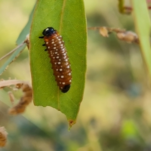 Paropsini sp. (tribe) at O'Malley, ACT - 3 Mar 2023 04:59 PM