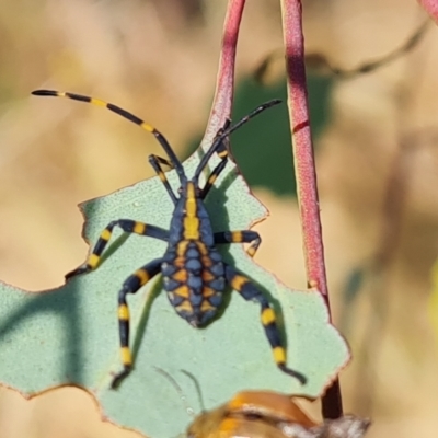Amorbus alternatus (Eucalyptus Tip Bug) at Mount Mugga Mugga - 3 Mar 2023 by Mike