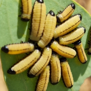 Paropsisterna cloelia at O'Malley, ACT - 3 Mar 2023