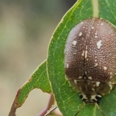 Paropsis aegrota (Eucalyptus Tortoise Beetle) at Jerrabomberra, ACT - 3 Mar 2023 by Mike