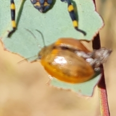 Paropsisterna cloelia (Eucalyptus variegated beetle) at O'Malley, ACT - 3 Mar 2023 by Mike