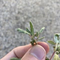 Zaleya galericulata at Jerilderie, NSW - 19 Jan 2023 by MattM