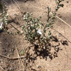 Teucrium corymbosum at Jerilderie, NSW - 17 Jan 2023