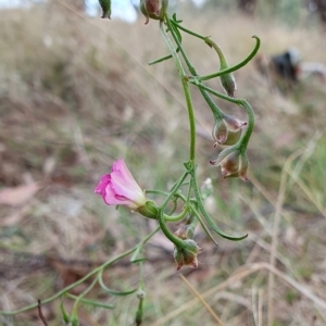 Convolvulus angustissimus subsp. angustissimus at Yass River, NSW - 1 Mar 2023